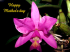 happy mother day love cards with lilac orchid for mothers day