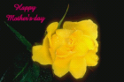 mother day love cards with yellow rose for mothers day