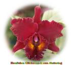 Cattleya - Orchidee