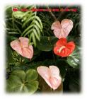 Rosa Anthurium