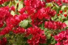 Rote Bougainvillea