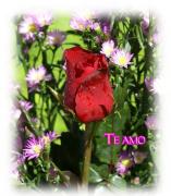 Te amo postales rosas