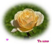 Te amo postales rosas