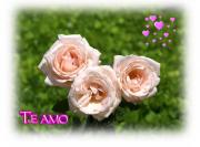 Te amo postales rosas