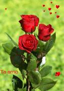 Te amo postales rosas