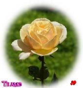 Te amo postales rosas