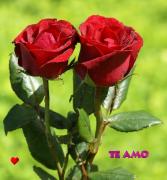 Te amo postales rosas