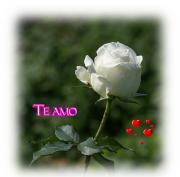 Te amo postales rosas