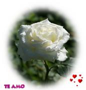 Te amo postales rosas