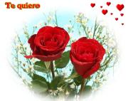 Rosas de amor texto *te quiero*