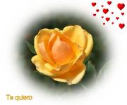 Rosas de amor texto *te quiero*