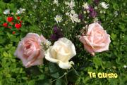 Rosas de amor texto *te quiero*