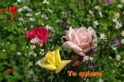 Rosas de amor texto *te quiero*