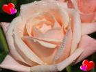 Postales de amor rosas y corazones