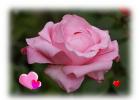 Postales de amor rosas y corazones