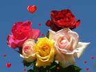 Postales de amor rosas y corazones