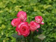 thumbs/ramos_de_rosas-dsc00974-3.jpg