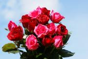 Rosas