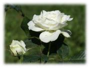 rosa blanca