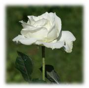 rosa blanca