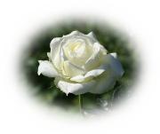 rosa blanca