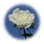 rosa blanca