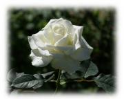 rosa blanca