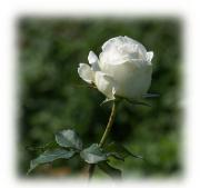 rosa blanca