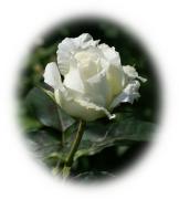 rosa blanca