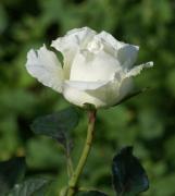 rosa blanca