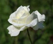 rosa blanca