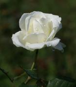 rosa blanca