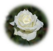 rosa blanca