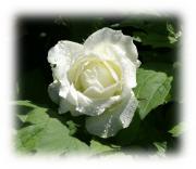 rosa blanca