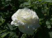 rosa blanca