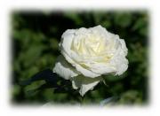 rosa blanca