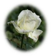 rosa blanca