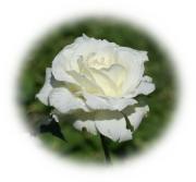 rosa blanca