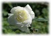 rosa blanca