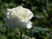 rosa blanca