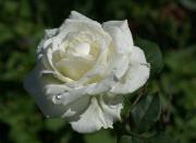 rosa blanca