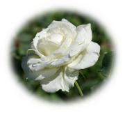 rosa blanca