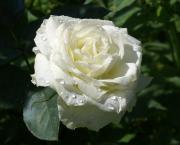 rosa blanca