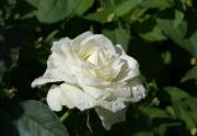 rosa blanca