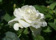 rosa blanca