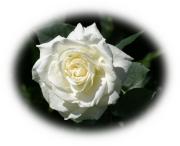 rosa blanca