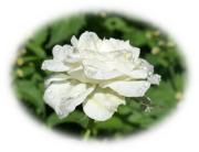 rosa blanca