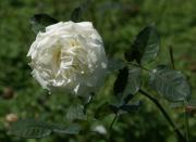 rosa blanca