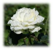 rosa blanca