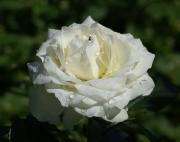 rosa blanca